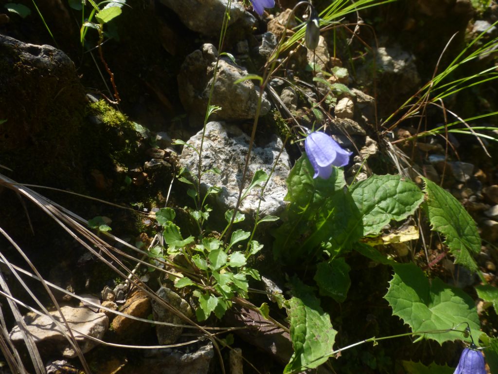 Campanula rotundifolia / Campanula soldanella